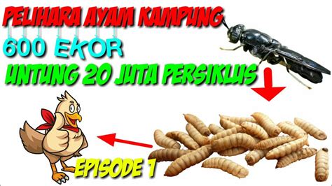 Ekonomi hartanah kewangan korporat produk. 77.UNTUNG 20 JUTA BERSIH SETIAP PELIHARA AYAM 600 EKOR ...