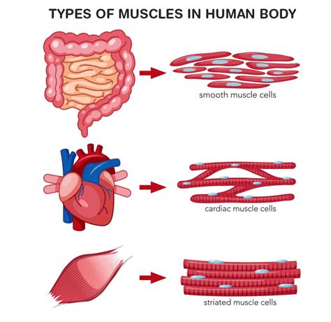 Diagrammatically Show The Difference Between The Three Types Of Muscle