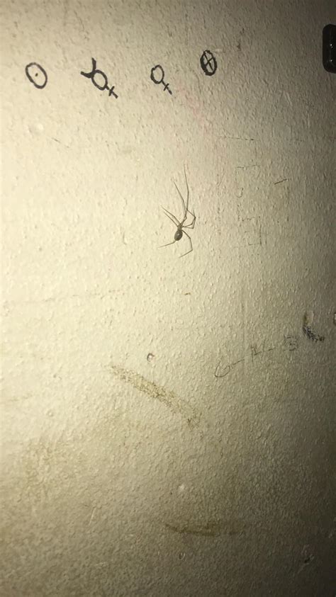 I Need Help Identifying This Does Anyone Know What Kind Of Spider This