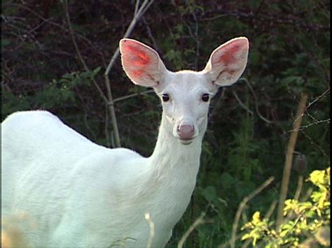 The White Deer Of The Seneca Army Depot Advocacy For Animals