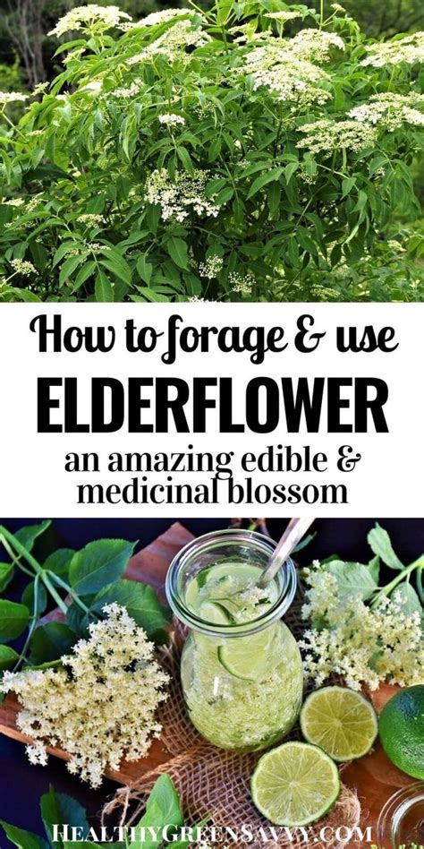 What Is Elderflower Fantastic Elderflower Benefits And Uses Natural