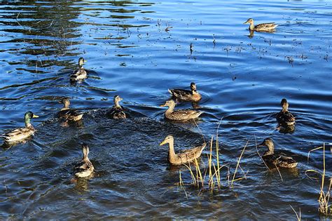 Free Photo Duck Wild Ducks Pond Lake Bright Ripple Hippopx