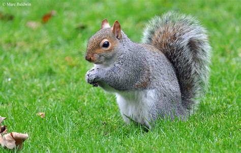 Squirrel Behaviour Dominance Aggression And Territoriality Wildlife