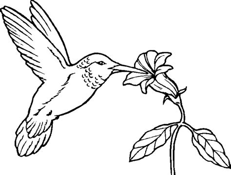 Humming Birds Coloring For Kids | Bird coloring pages, Flower coloring pages, Coloring pages