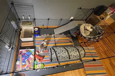 Indoor Rabbit Cage Setup For Happy And Healthy Bunnies