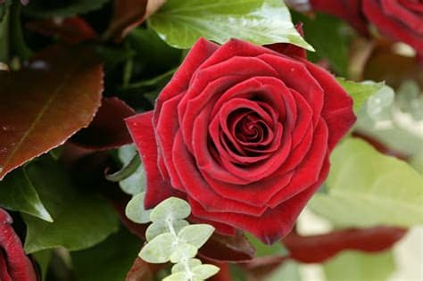 Take a trip into an upgraded, more organized inbox. Rose Flower Wallpaper HD | PixelsTalk.Net