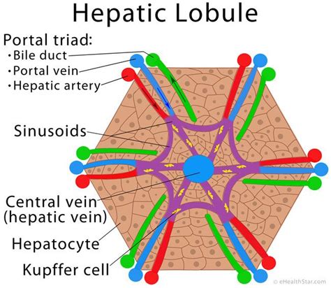 Structure Of Liver Overall Science