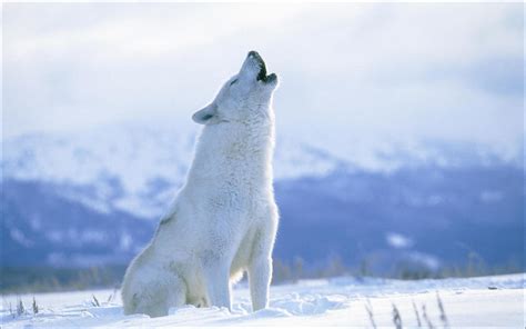 White Howling Wolf Image Abyss