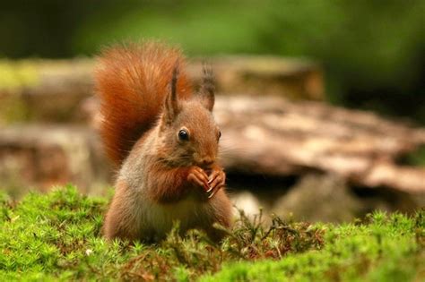 Free Photo Closeup Shot Of A Squirrel Eating Hazelnut