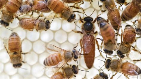 Bee Spotlight Honey Bee Queen — Bee And Bloom