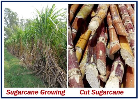 Where Does Sugar Come From The Sugar Refining Process Explained