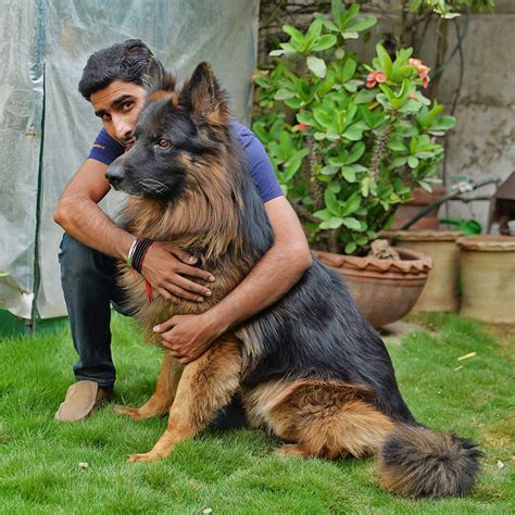 German Shepherd Puppies In Pakistan Is This A German Shepherd Puppy