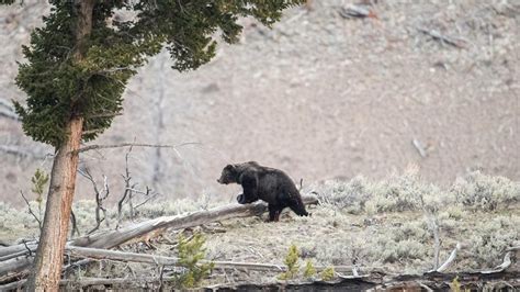 Montana Seeks Grizzly Delisting Rocky Mountain Elk Foundation