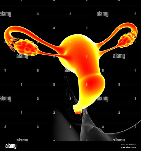 Anatomía Del Sistema Reproductor Femenino Para El Concepto Médico