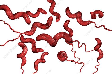Campylobacter Bacterium Illustration Stock Image F0217349