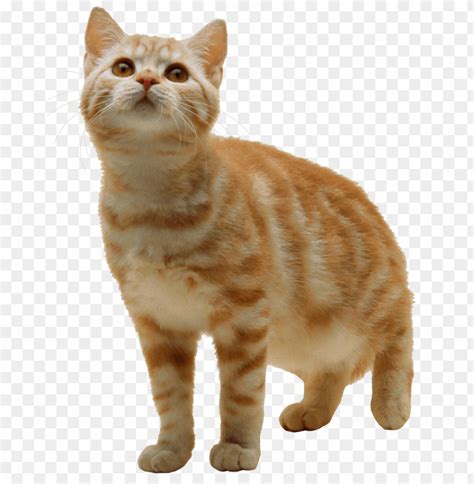 Cat Transparent Background Png Image With Transparent Background Toppng
