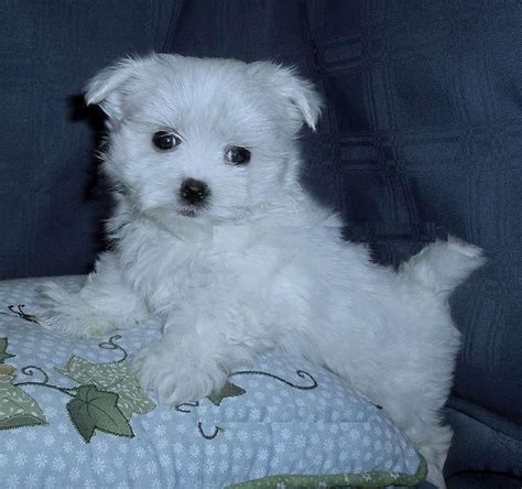 They have since been sold in europe, australia, new zealand, canada, and, since 2017, the us. Free Puppies Massachusetts