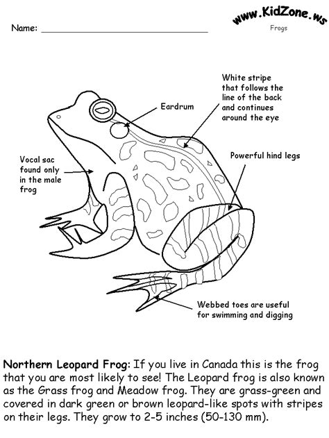 Labelled Frog Diagram