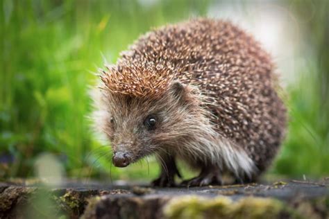 10 Dieren Met Stekels Dierenfun