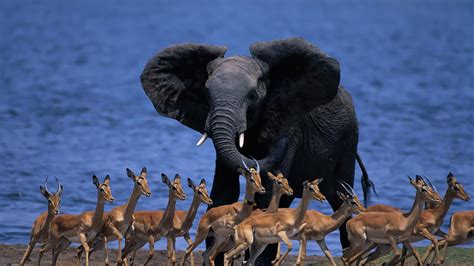 nature, Animals, Wildlife, Elephants, Botswana Wallpapers HD / Desktop ...