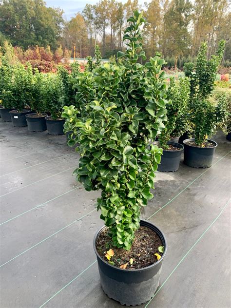 Ligustrum Curly Leaf 3 Gallon Evergreen Shrubs Settlemyre Nursery