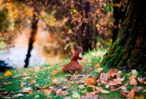 In The Autumn Forest