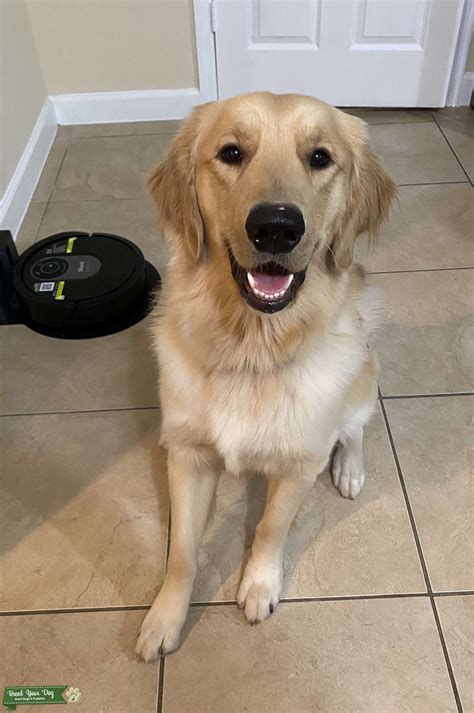 Golden Retriever Looking For A Girlfriend Stud Dog In Miami Dade The