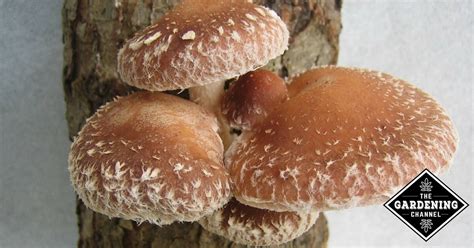 Typically, this will be in a basement, but an unused cabinet or closet will also work — anywhere you can create near darkness and control temperature and humidity. Growing Shiitake Mushrooms at Home - Gardening Channel