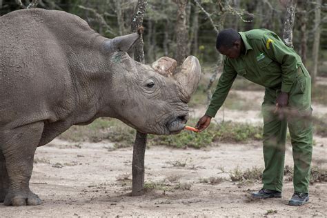Scientists Hope Test Tube Embryos Can Save Near Extinct White Rhino Tvts