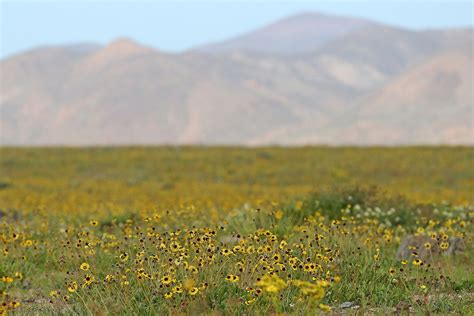 Photos Colorful Blooms Sprout Across The Worlds Driest Desert Dry