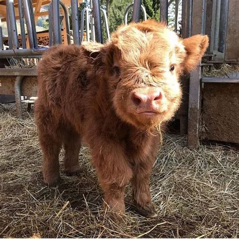 Better Days On Instagram Im Fluffy And I Know It 😉 Cute Baby Cow
