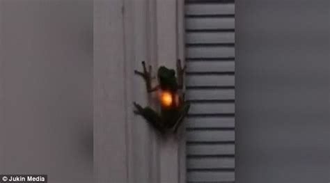 Frog Flashes With Light After It Swallows A Firefly Which Illuminates