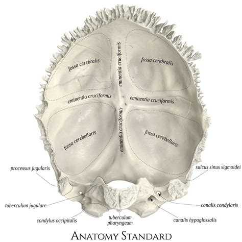 Anatomy Standard Drawing Occipital Bone Anterior View Latin Labels