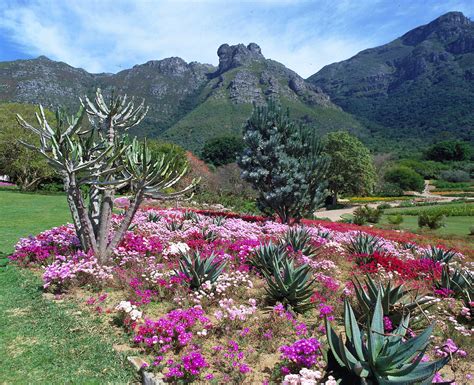 The Kirstenbosch National Botanical Garden Culture And Lifestyle Plus