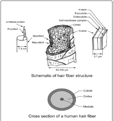 Schematic Of Human Hair Structure And Cross Section Wei Et Al Download Scientific Diagram
