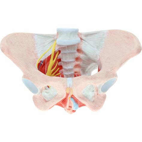 The named ligaments of the pelvis mostly arise from the sacrum and attach to varying segments of the pelvic bone. Axis Scientific Female Pelvic Floor with Muscles ...