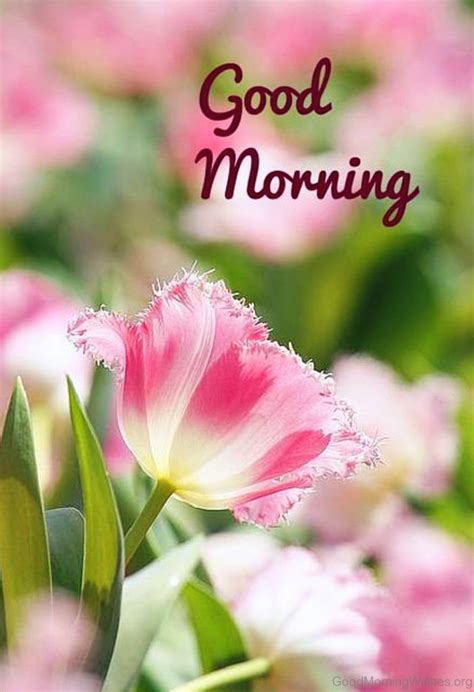 Hello, friends, i hope you are very happy in your life and make happy other people every morning to send good morning wishes with flowers images. 25 Spring Good Morning Wishes