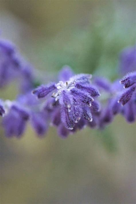 Vertical Closeup Shot Of Blooming Fuzzy Purple Russian Sage Flowers