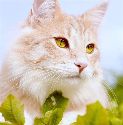 Norwegian Forest Cat Your Complete Guide To Finding And