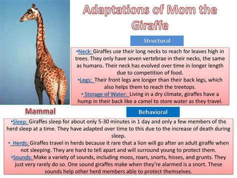 Ppt Adaptations Of Mom The Giraffe Powerpoint Presentation Free