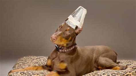 88 Doberman Dog With Clipped Ears L2sanpiero
