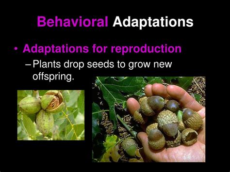 Ppt Plant Adaptations Powerpoint Presentation Free Download Id9156513