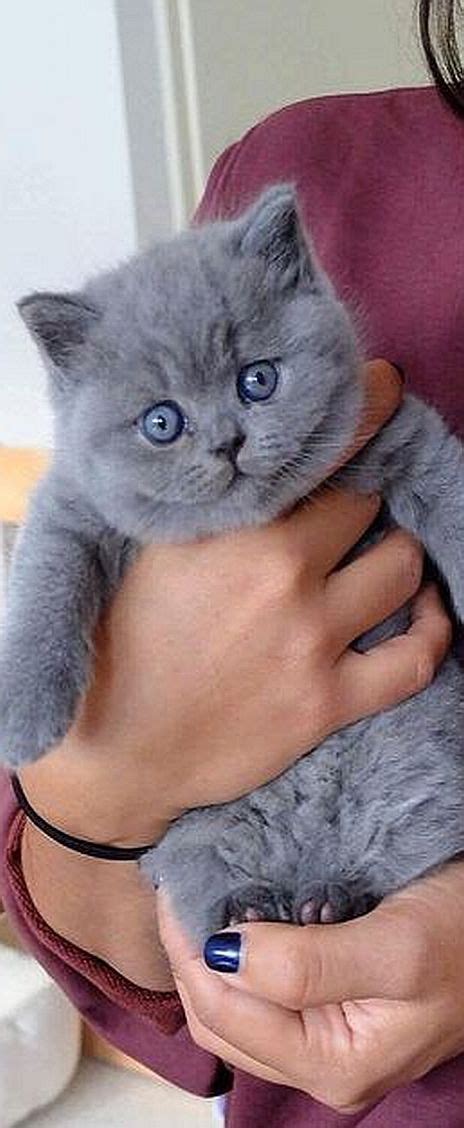 The 25 Best Grey Cats Ideas On Pinterest Cute Kitty