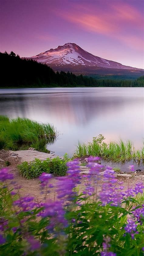 Mountain Lake And Flowers Iphone Wallpapers Free Download