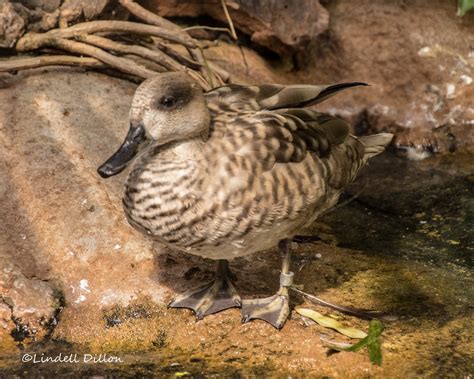 Marbled Duck Also Known As The Marbled Teal This Duck For Flickr