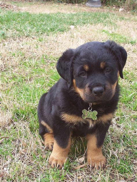 Your search for the perfect name ends right here. Strong German World Cup Names For Rottweilers | HubPages