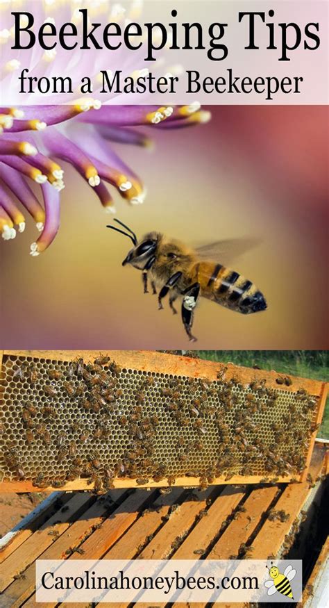 Beekeeping Tips And Tricks For Beginner Beekeepers Learn How To Keep Bees Beekeeping How To