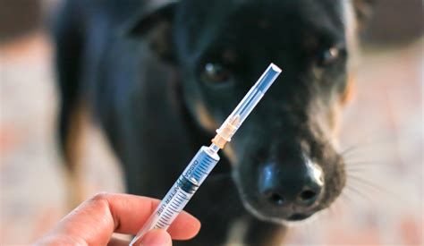 What You Need To Know About Rabies Lazy 5 Vets