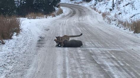 Kamloops Bc Man Photographs Cougar Attack On A Doe British