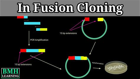 In Fusion Cloning Youtube